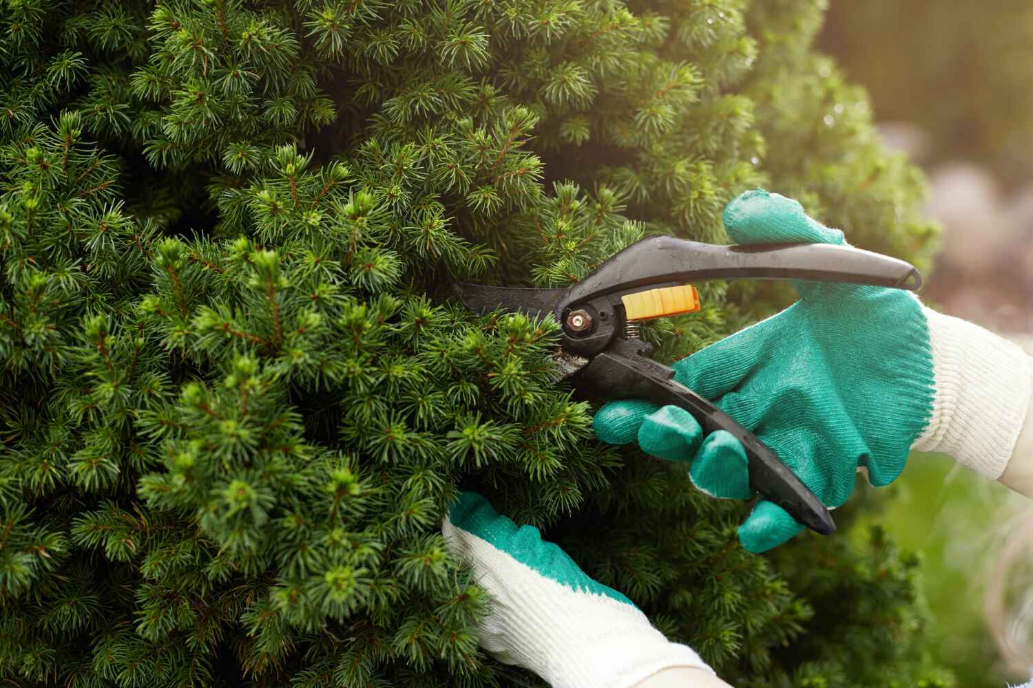  Port Richey, FL TreeGuard Tree Service Pros